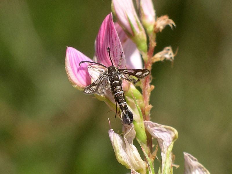 Sesiidi da determinare: Pyropteron affine?